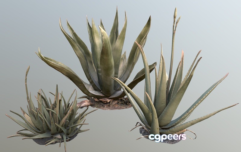 3D Game Assets - Pack Agave Aloe Vera Lp Pbr 3D Game Assets - Pack Agave Aloe Vera Lp Pbr