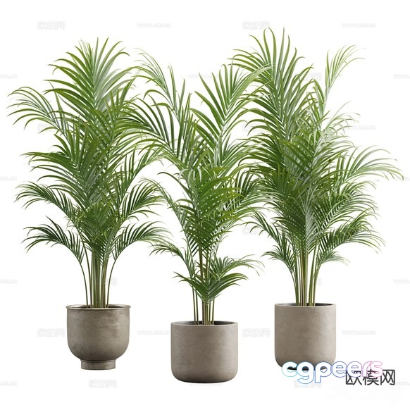 Three Potted Plants 3D Model - 652 - VRAY Render
