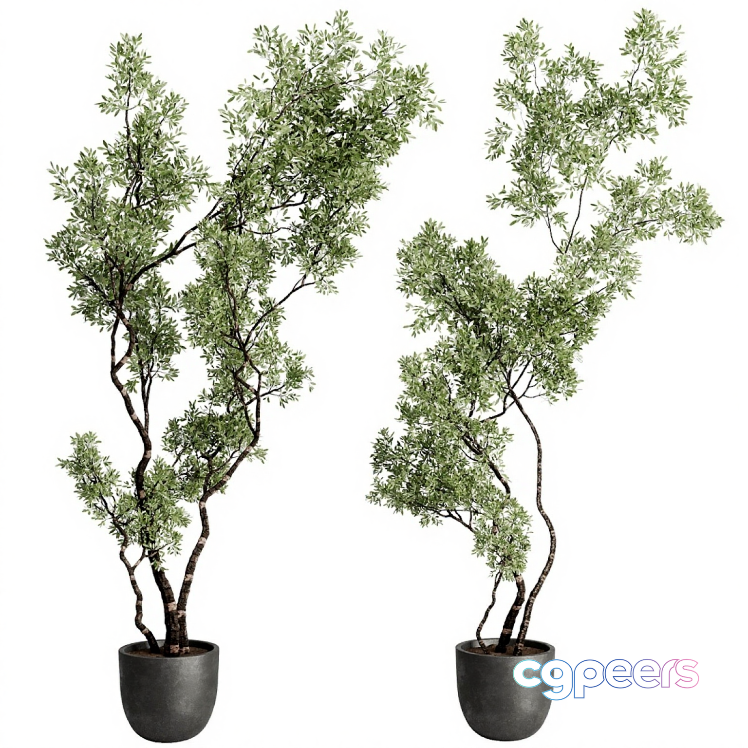 Two Potted Plants 3D Model - 9953 - CORONA Render