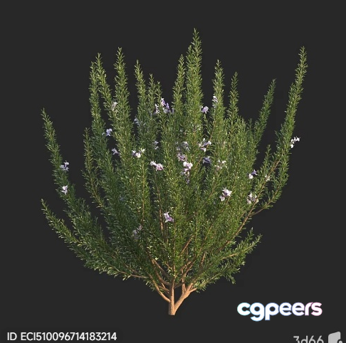 A Plant With Purple Flowers 3D Model - 4524 - VRAY Render A Plant With Purple Flowers 3D Model - 4524 - VRAY Render