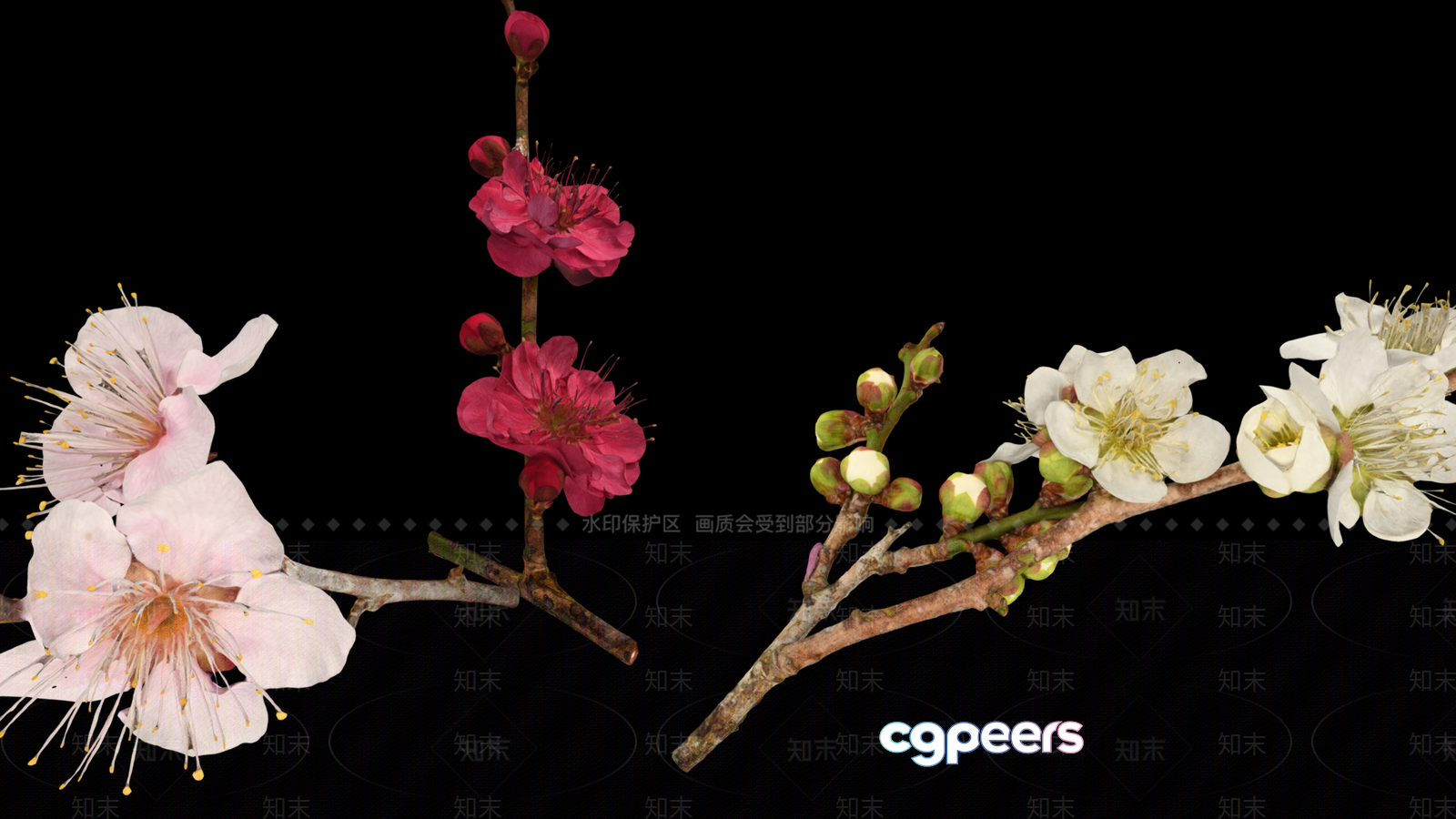 White And Pink Flowers 3D Model - 2915 - VRAY Render