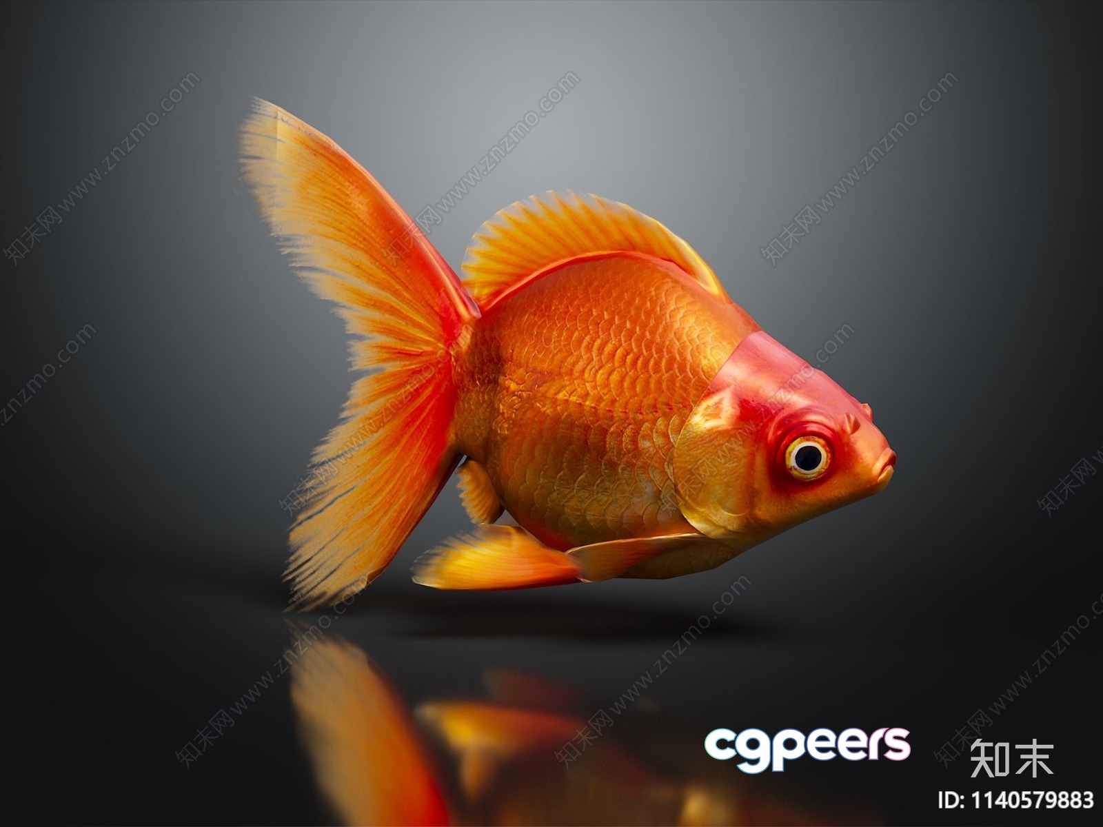 A Goldfish 3D Model - 17396 - VRAY Render