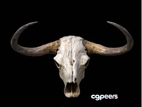 A Cow Skull With Horns 3D Model - 12048 - VRAY Render