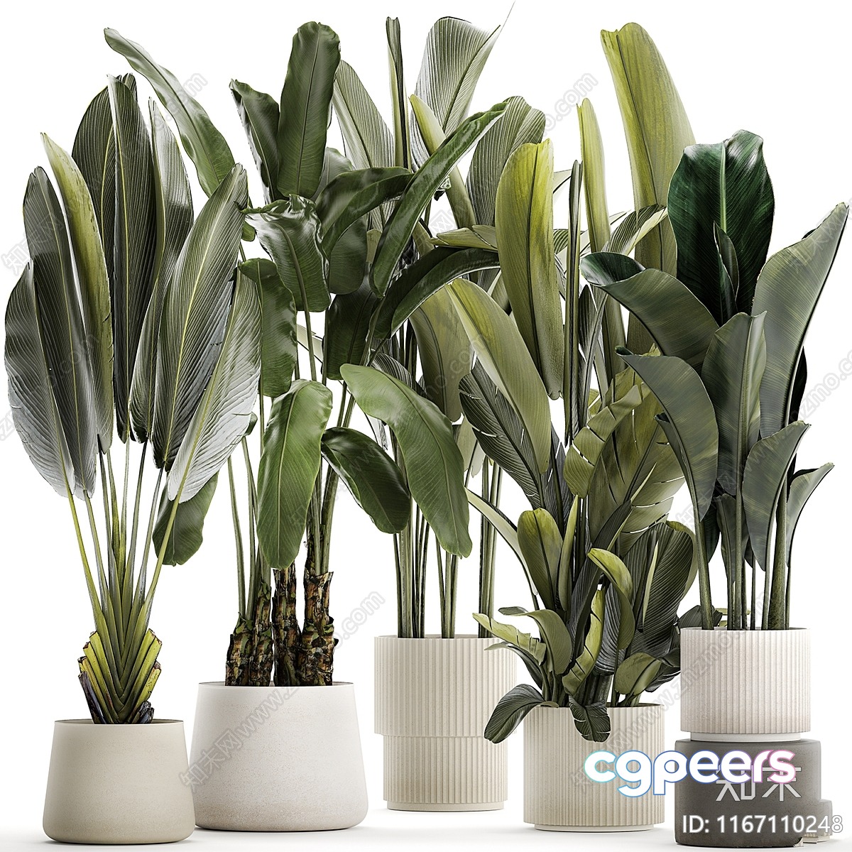 Tropical Plants In Pots 3D Model - 21730 - VRAY Render