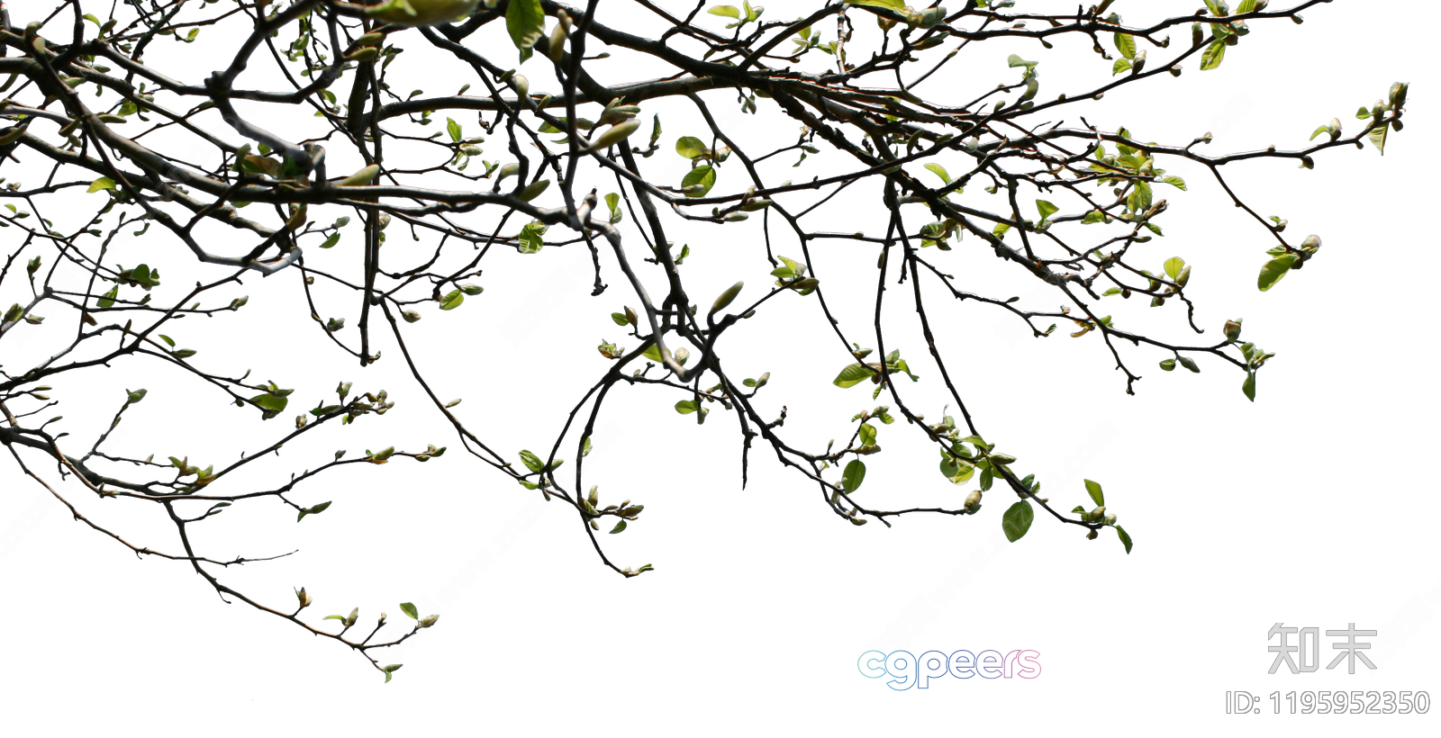 The Main Subject Is A Tree Branch With Green Leaves And It Has A 3D Model - 12654 - VRAY Render