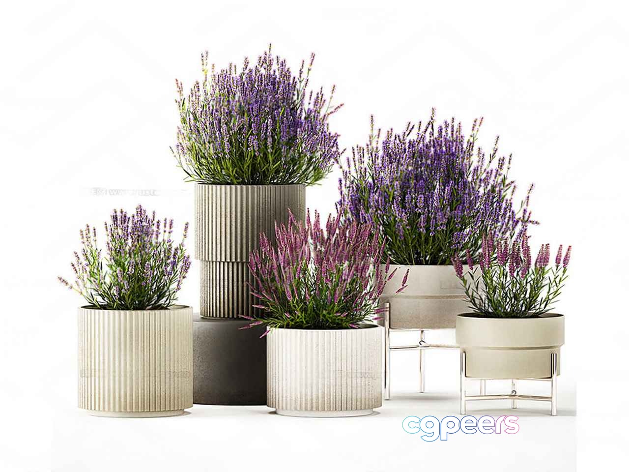Lavender Plants In Pots 3D Model - 16309 - VRAY Render