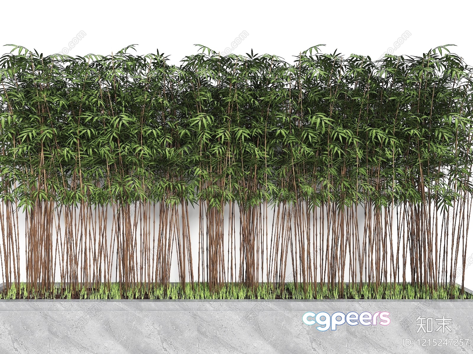 A Bamboo Plant 3D Model - 10635 - VRAY Render