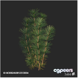 A Pine Tree Branch 3D Model - 5295 - VRAY Render