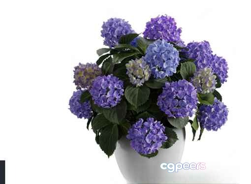 Purple Flower Arrangement 3D Model - 16484 - CORONA Render