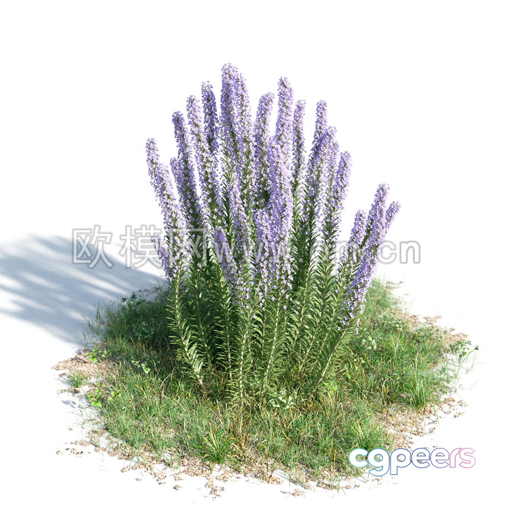 A Cluster Of Purple Flowers 3D Model - 14968 - VRAY Render A Cluster Of Purple Flowers 3D Model - 14968 - VRAY Render