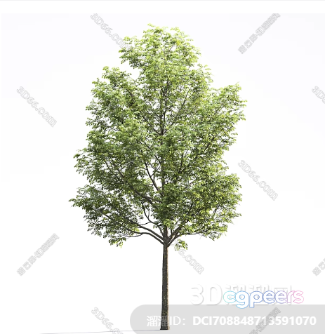 A Tall Tree With Green Leaves 3D Model - 17851 - VRAY Render A Tall Tree With Green Leaves 3D Model - 17851 - VRAY Render