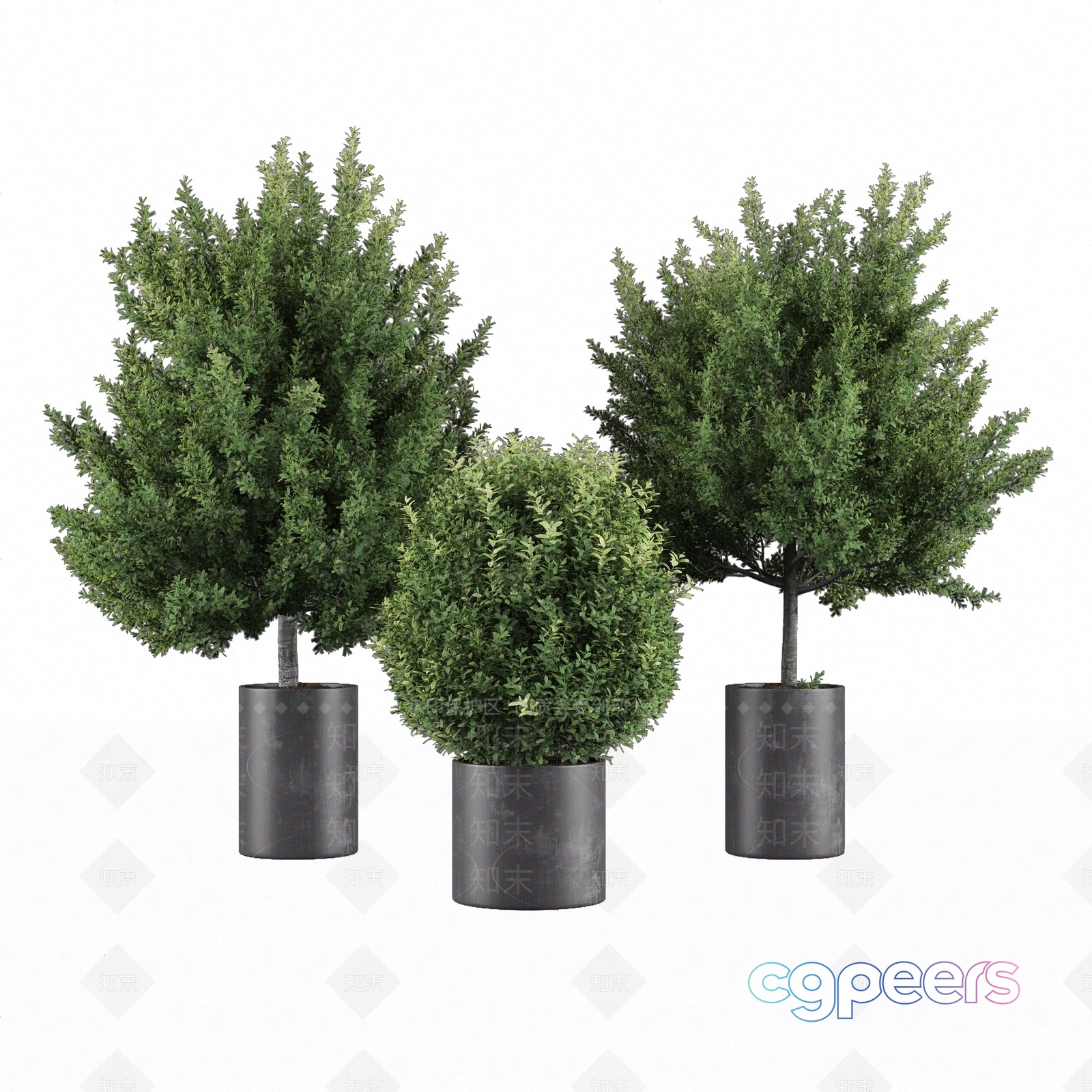 Three Small Trees In Pots 3D Model - 11208 - VRAY Render Three Small Trees In Pots 3D Model - 11208 - VRAY Render