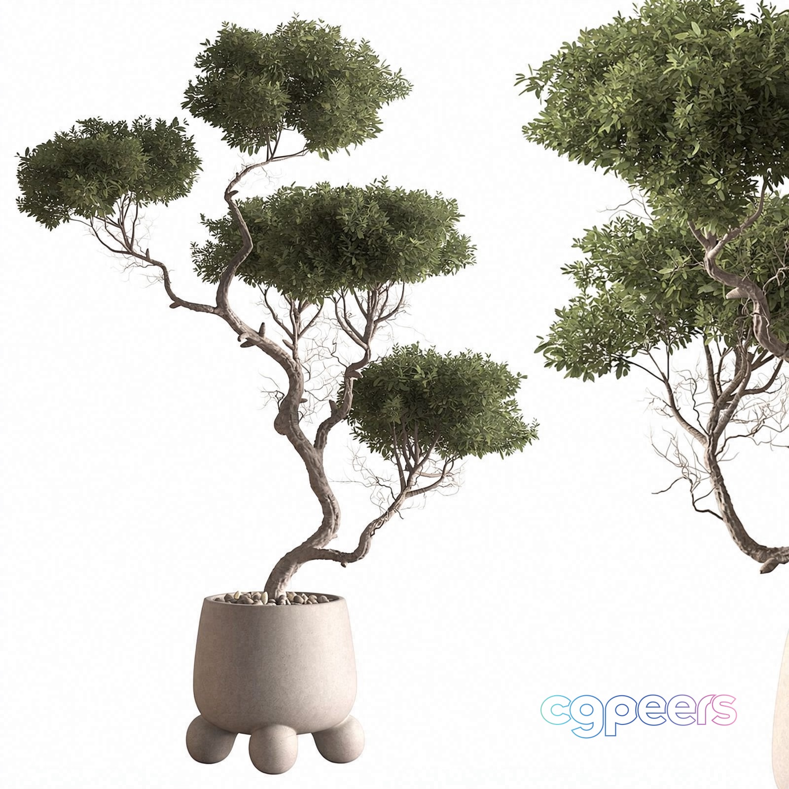 A Potted Tree With Green Leaves 3D Model - 21585 - VRAY Render