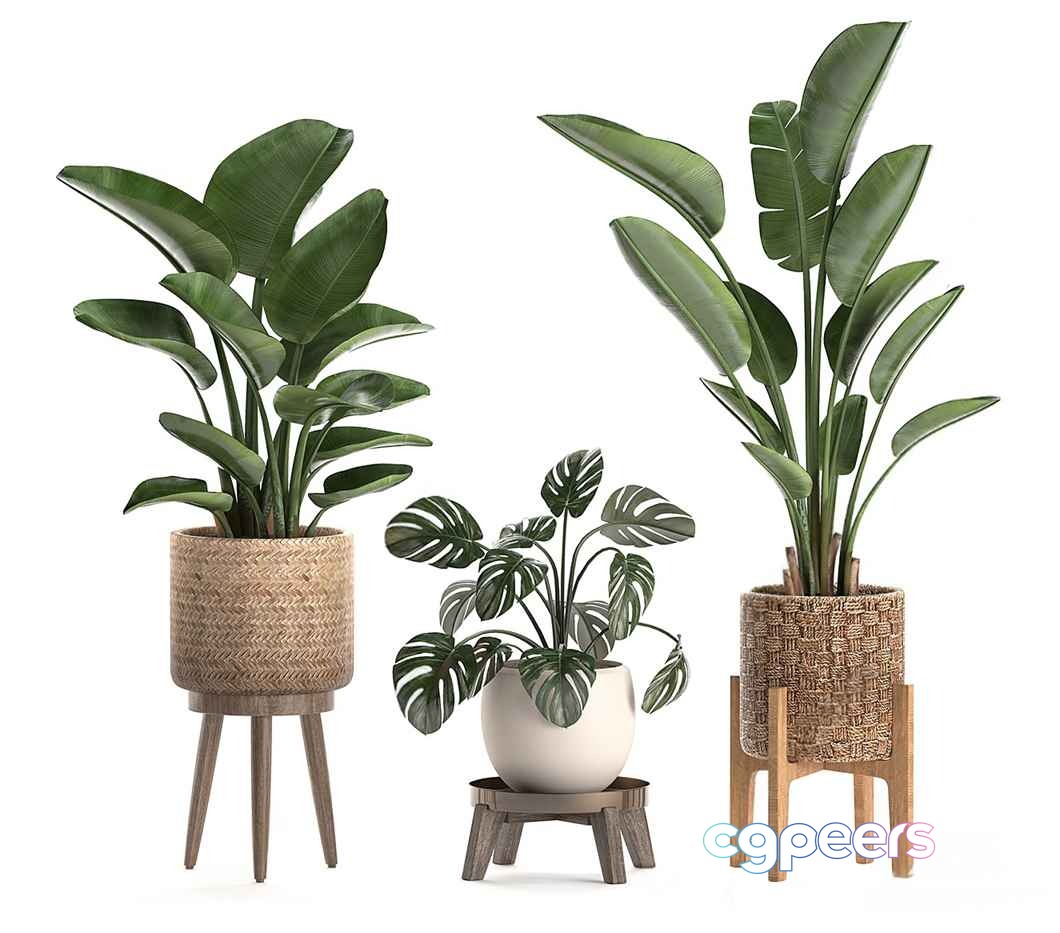 A Collection Of Potted Plants 3D Model - 2189 - VRAY Render A Collection Of Potted Plants 3D Model - 2189 - VRAY Render