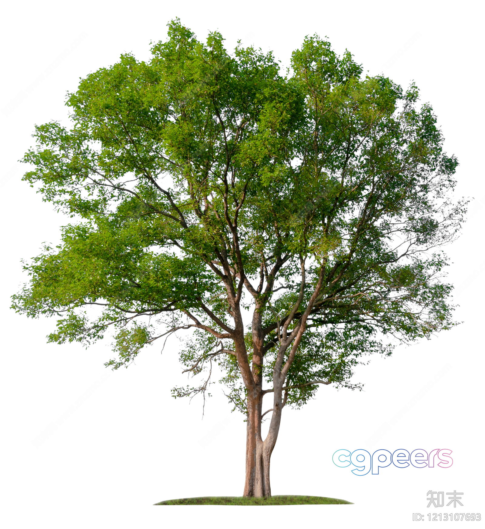 A Tree With Green Leaves 3D Model - 6356 - VRAY Render