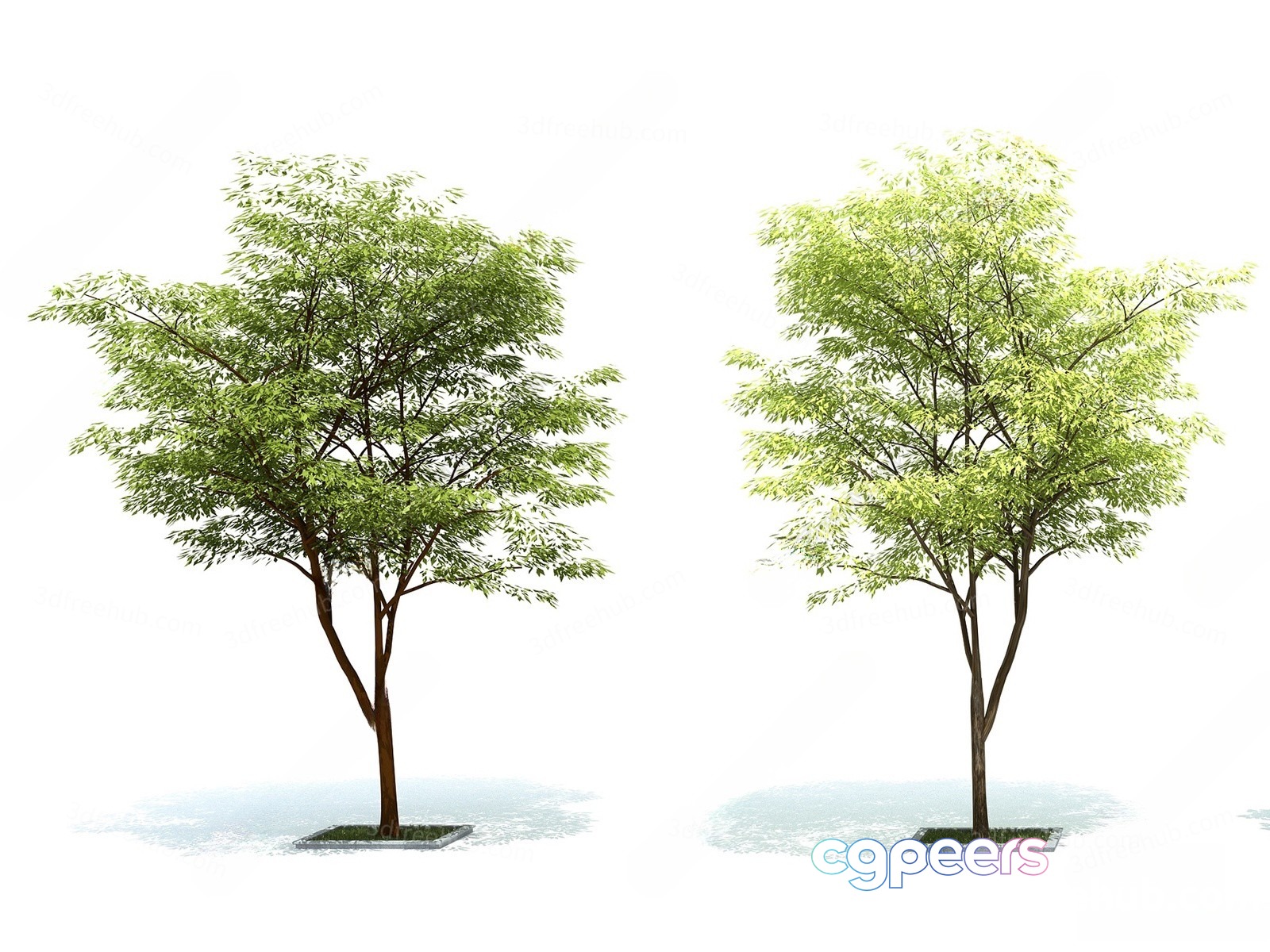 A Tree With Green Leaves 3D Model - 14184 - VRAY Render