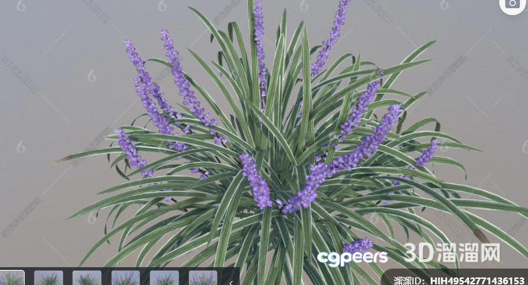 Purple Flowering Plant 3D Model - 299 - VRAY Render