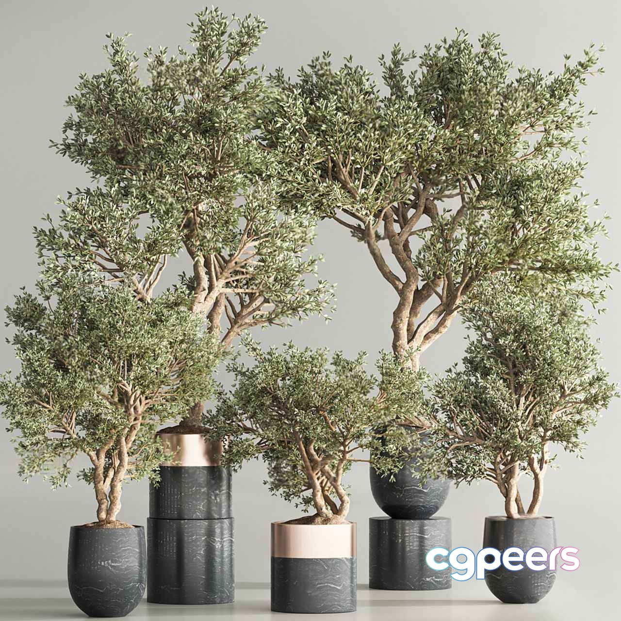 Olive Trees In Pots 3D Model - 12412 - VRAY Render Olive Trees In Pots 3D Model - 12412 - VRAY Render