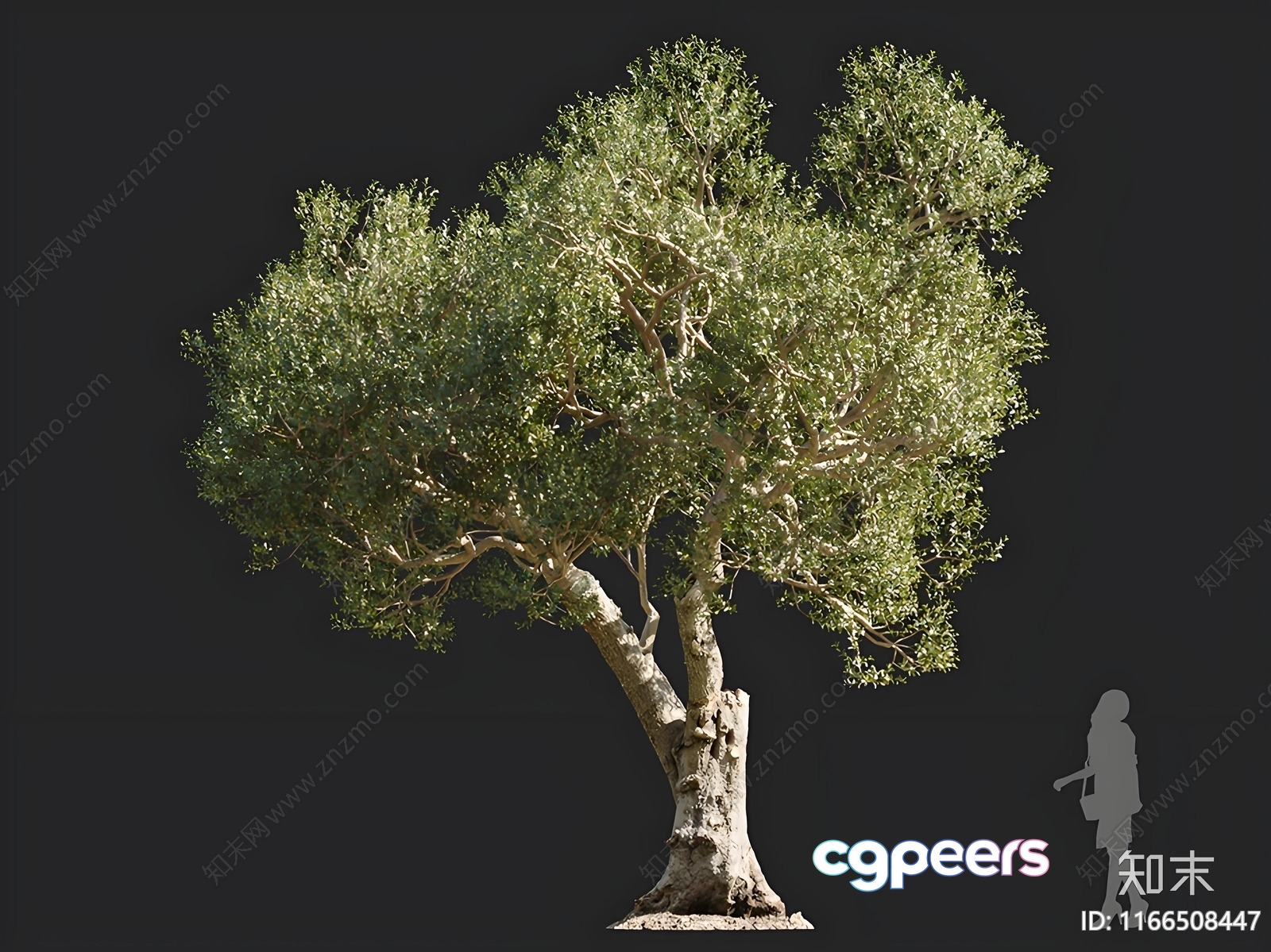 A Tree With A Large Trunk And Green Leaves 3D Model - 16574 - VRAY Render A Tree With A Large Trunk And Green Leaves 3D Model - 16574 - VRAY Render