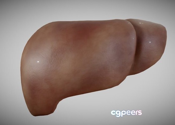 3D Game Assets - Liver 3D Game Assets - Liver