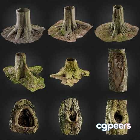 Tree Stump Images 3D Model - 11430 - VRAY Render