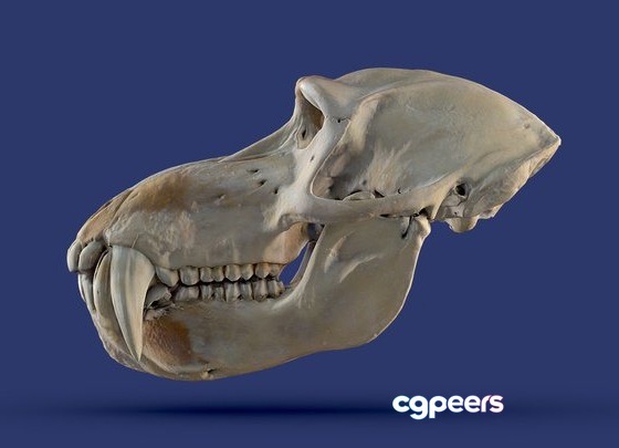 3D Game Assets - Mandrillus Leucophaeus Rapidcompact 3D Game Assets - Mandrillus Leucophaeus Rapidcompact