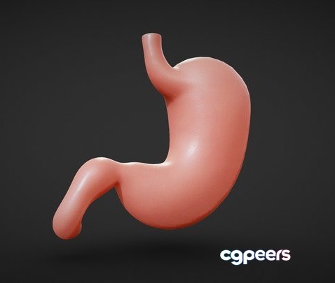 3D Game Assets - Human Stomach Anatomy 3D Game Assets - Human Stomach Anatomy