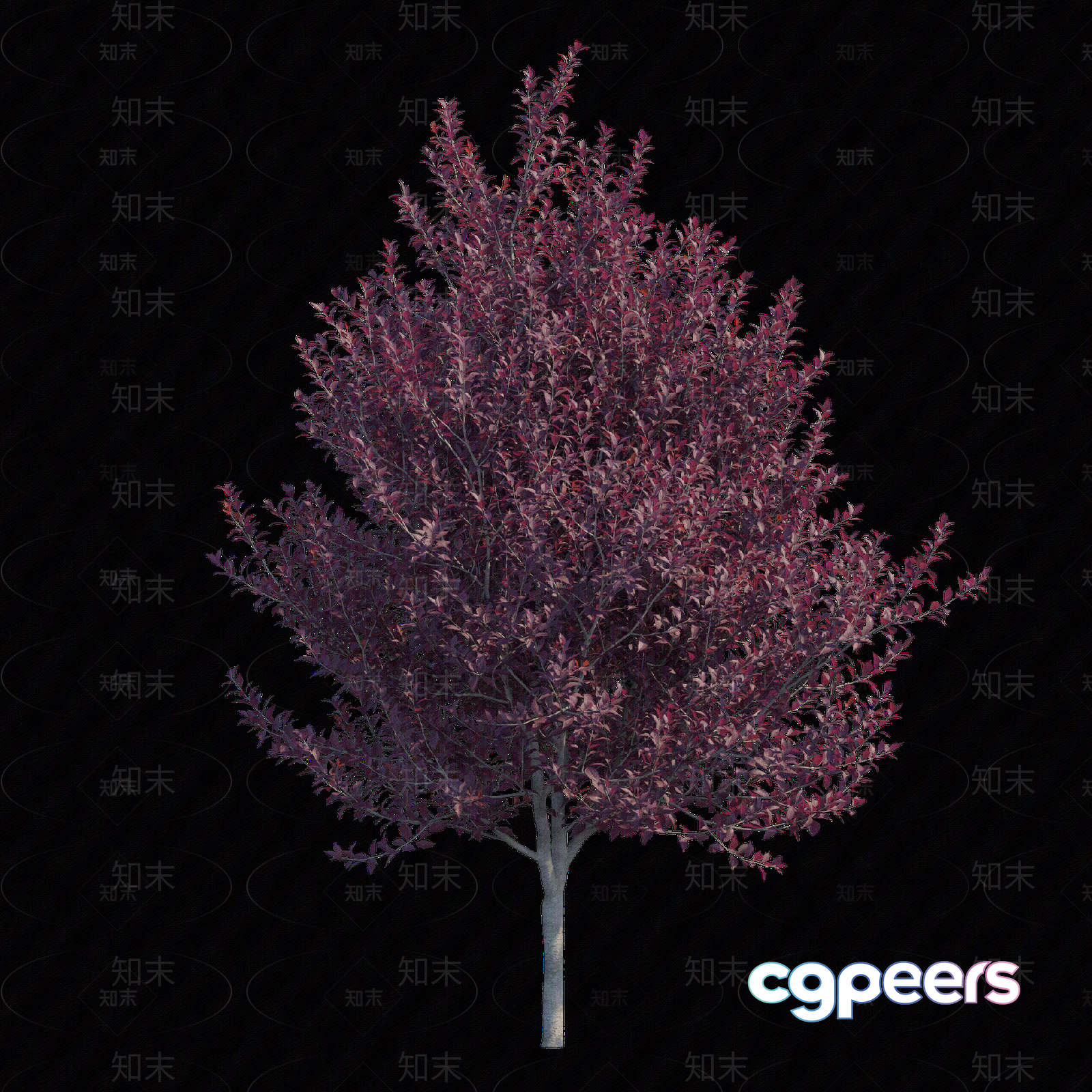 A Tree With Pink Leaves 3D Model - 5636 - VRAY Render