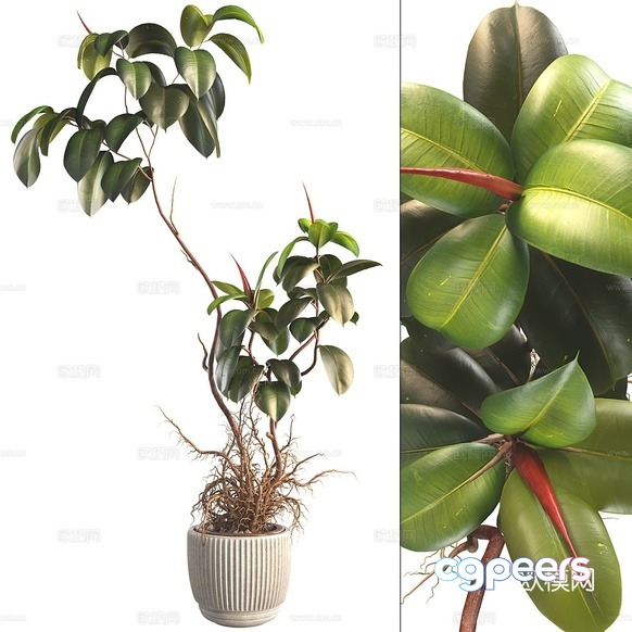 Green House Plant 3D Model - 4617 - VRAY Render