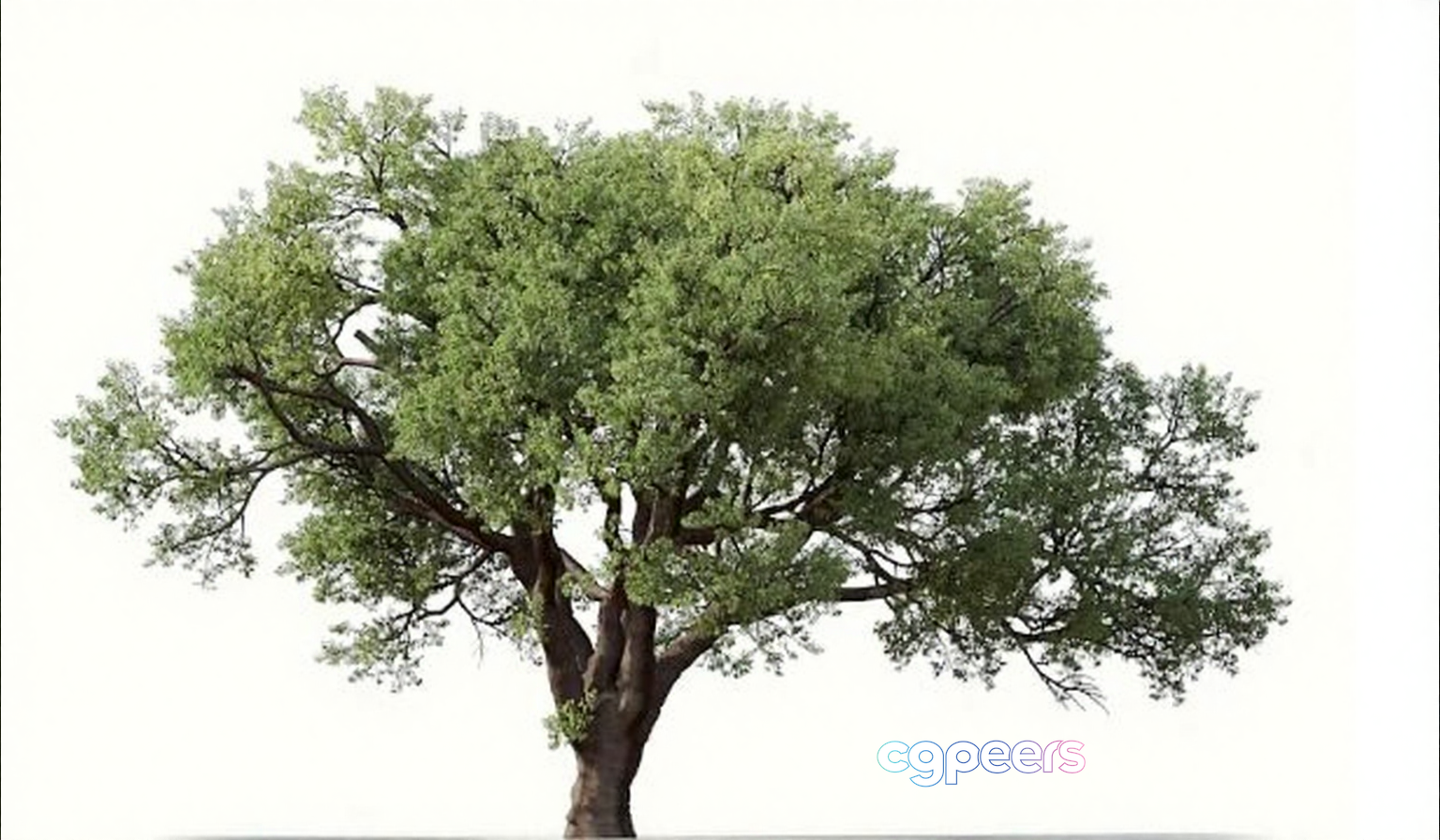 A Tree With Green Leaves 3D Model - 3606 - VRAY Render