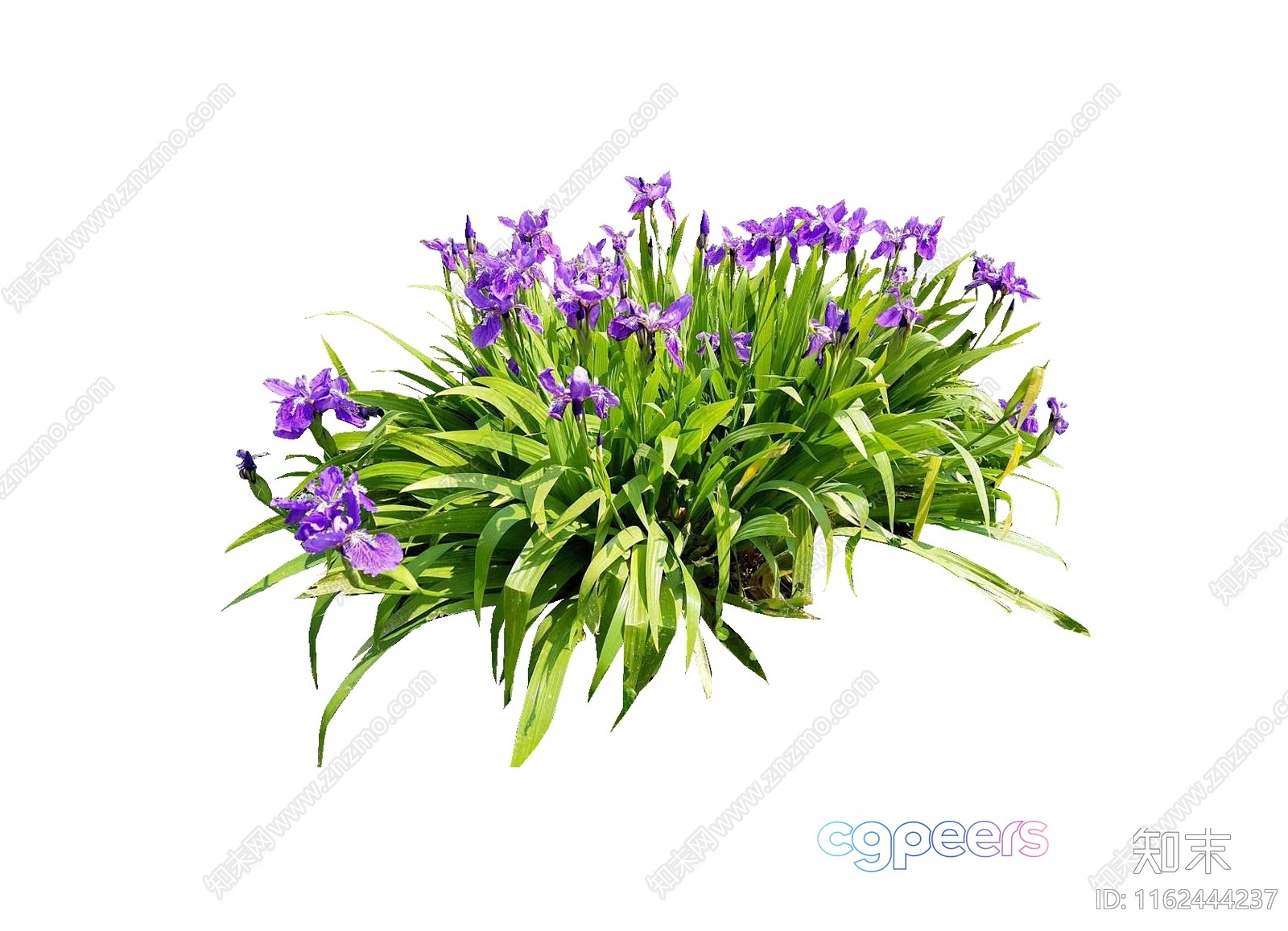 Purple Flowers And Green Leaves 3D Model - 14862 - VRAY Render