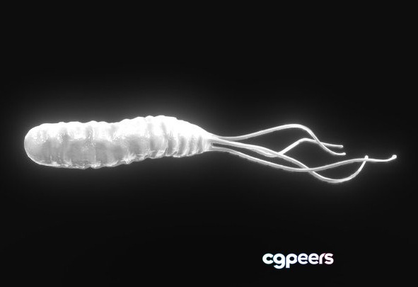 3D Game Assets - Helicobacter Pylori Bacteria 3D Game Assets - Helicobacter Pylori Bacteria