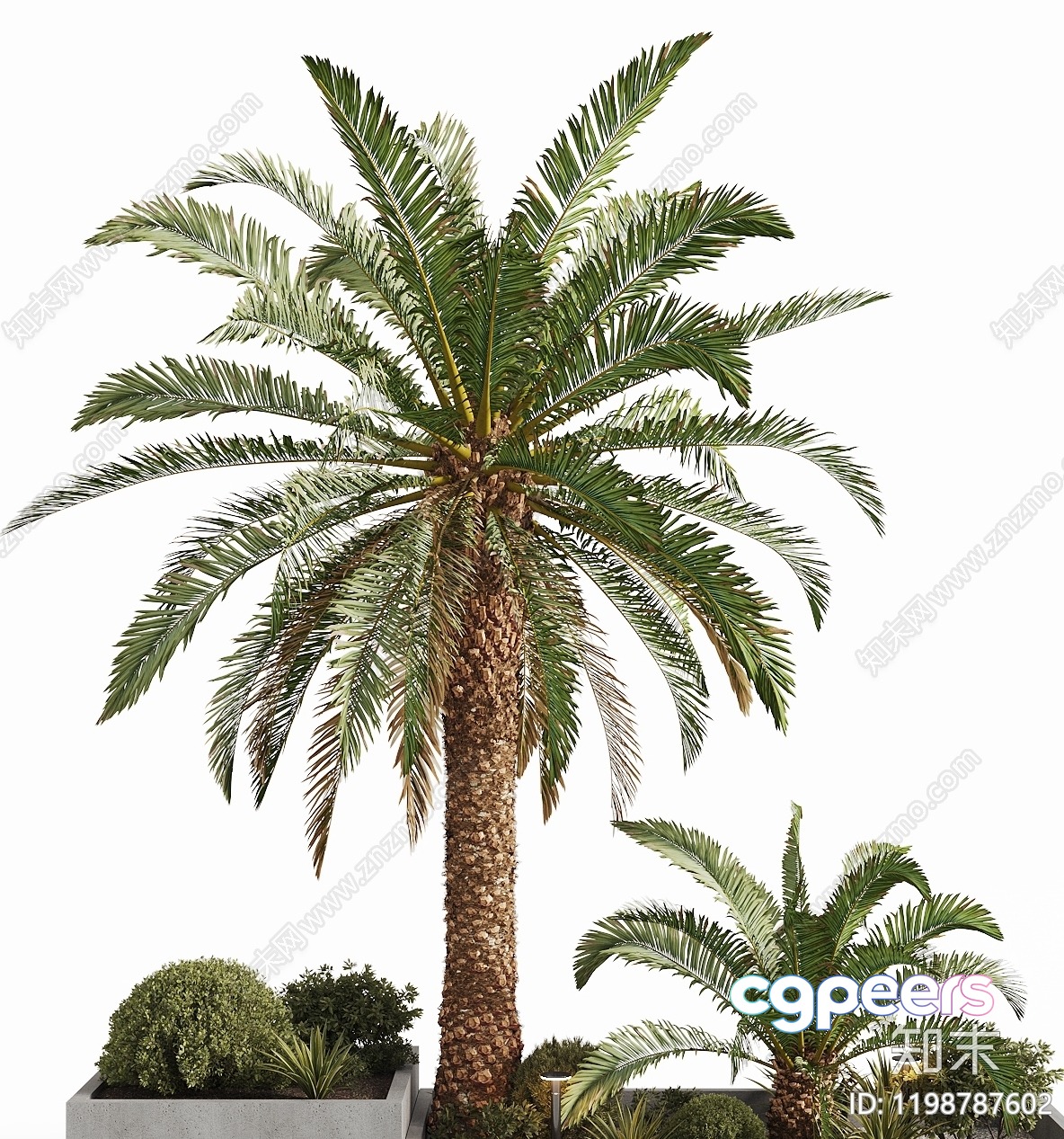 Palm Tree With Potted Plants 3D Model - 13158 - CORONA Render Palm Tree With Potted Plants 3D Model - 13158 - CORONA Render