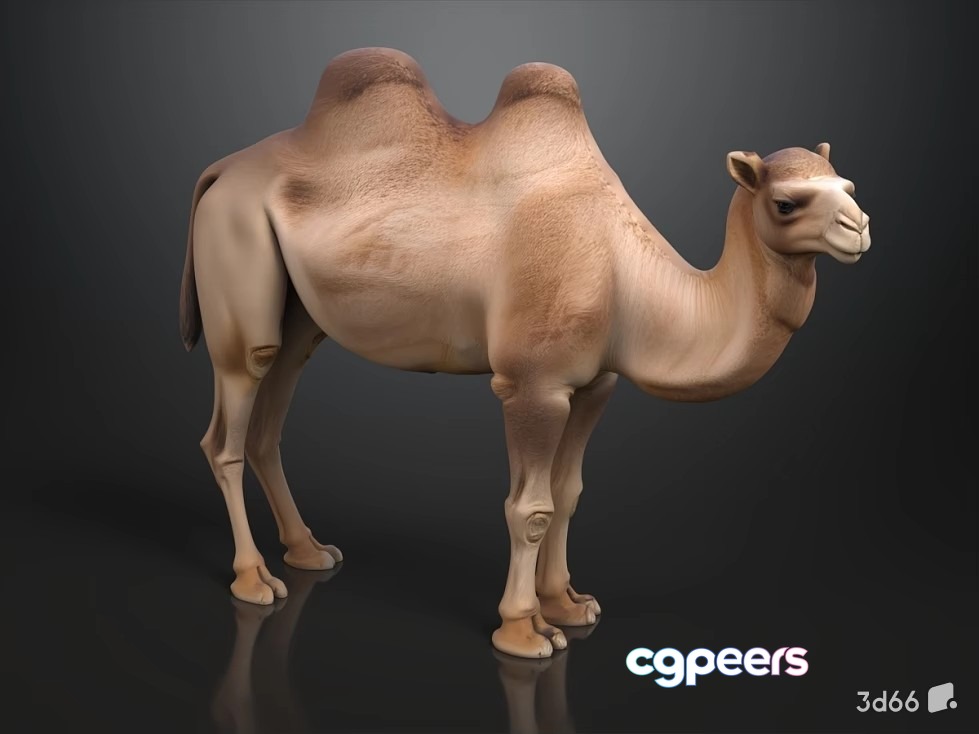 A Camel 3D Model - 19039 - VRAY Render