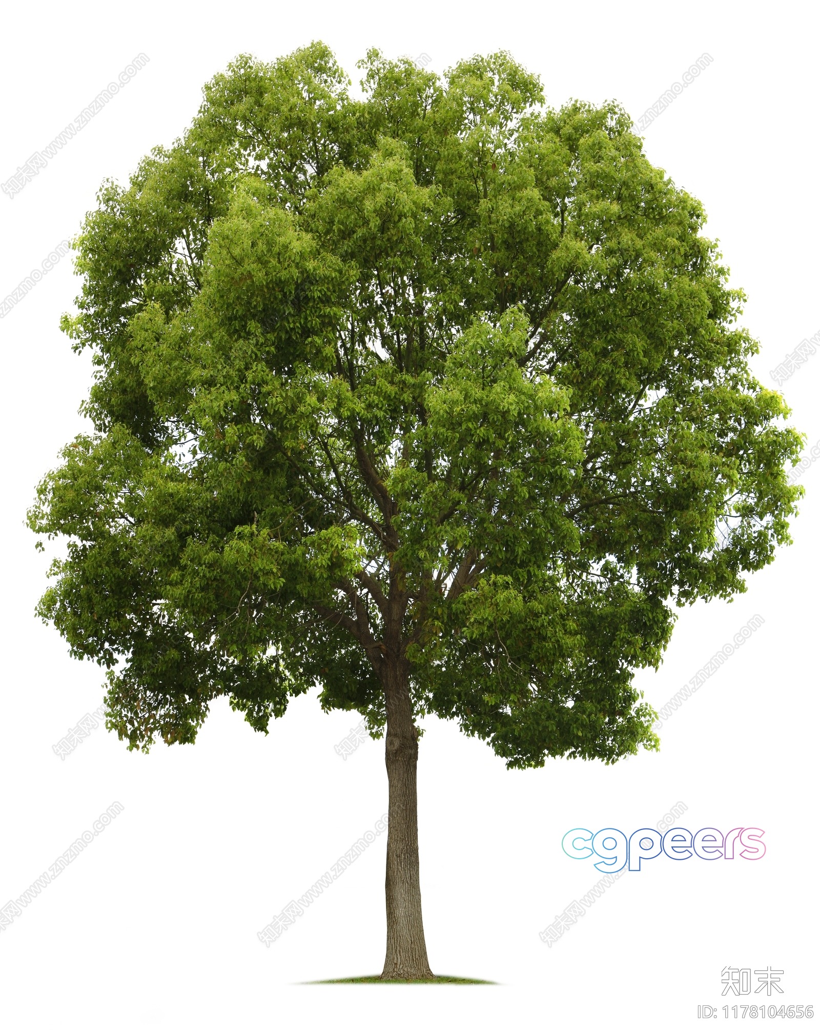 A Tree With Green Leaves 3D Model - 1186 - VRAY Render