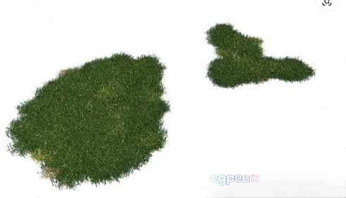Green Grass 3D Model - 3321 - VRAY Render