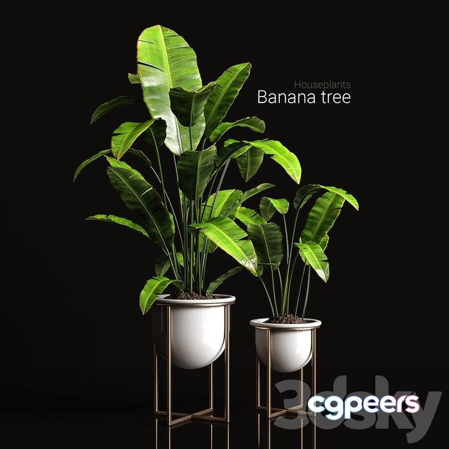 3ds Max Free - Houseplants banana tree 3ds Max Free - Houseplants banana tree