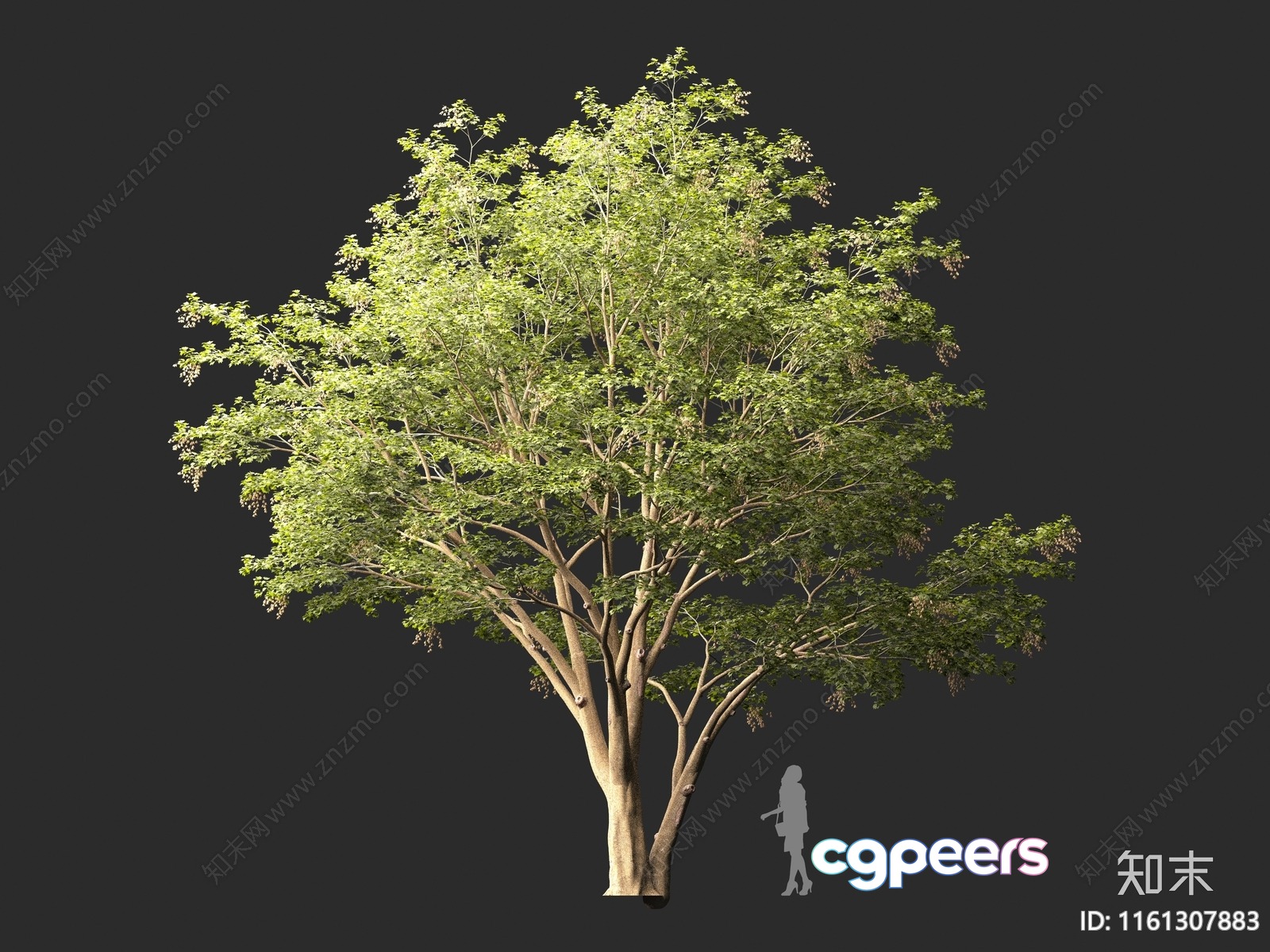 A Tree With A Person Standing Next To It 3D Model - 1302 - VRAY Render