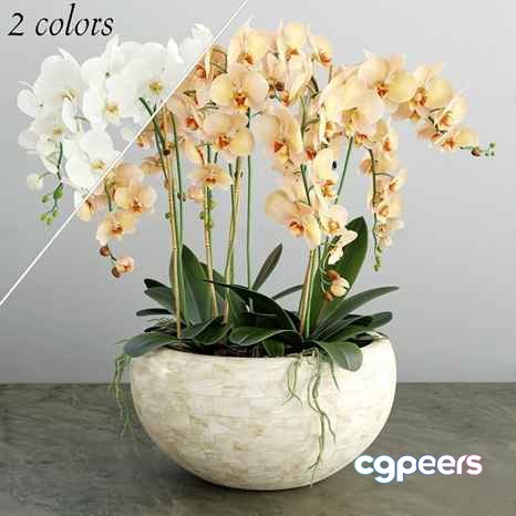 Orchids In A White Pot 3D Model - 2845 - VRAY Render