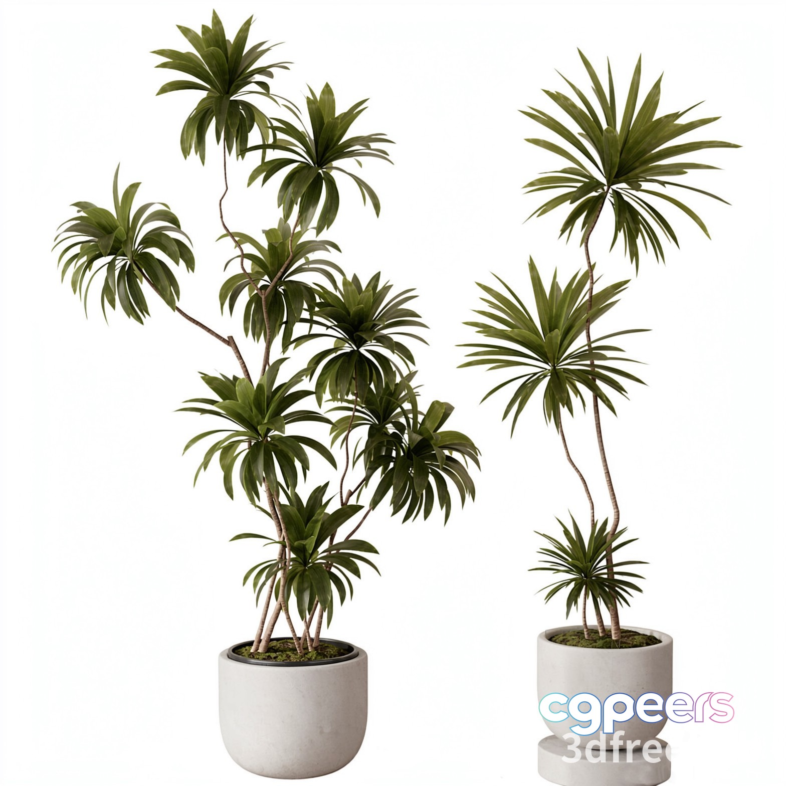 Potted Plants With Long Green Leaves 3D Model - 19688 - VRAY Render Potted Plants With Long Green Leaves 3D Model - 19688 - VRAY Render