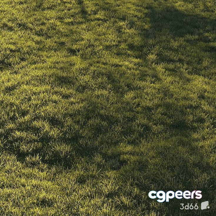 A Grassy Field 3D Model - 20327 - VRAY Render
