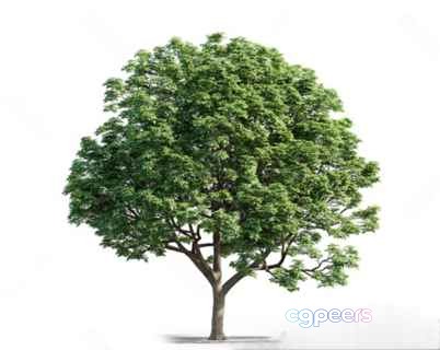 A Tree With Green Leaves 3D Model - 5540 - VRAY Render A Tree With Green Leaves 3D Model - 5540 - VRAY Render