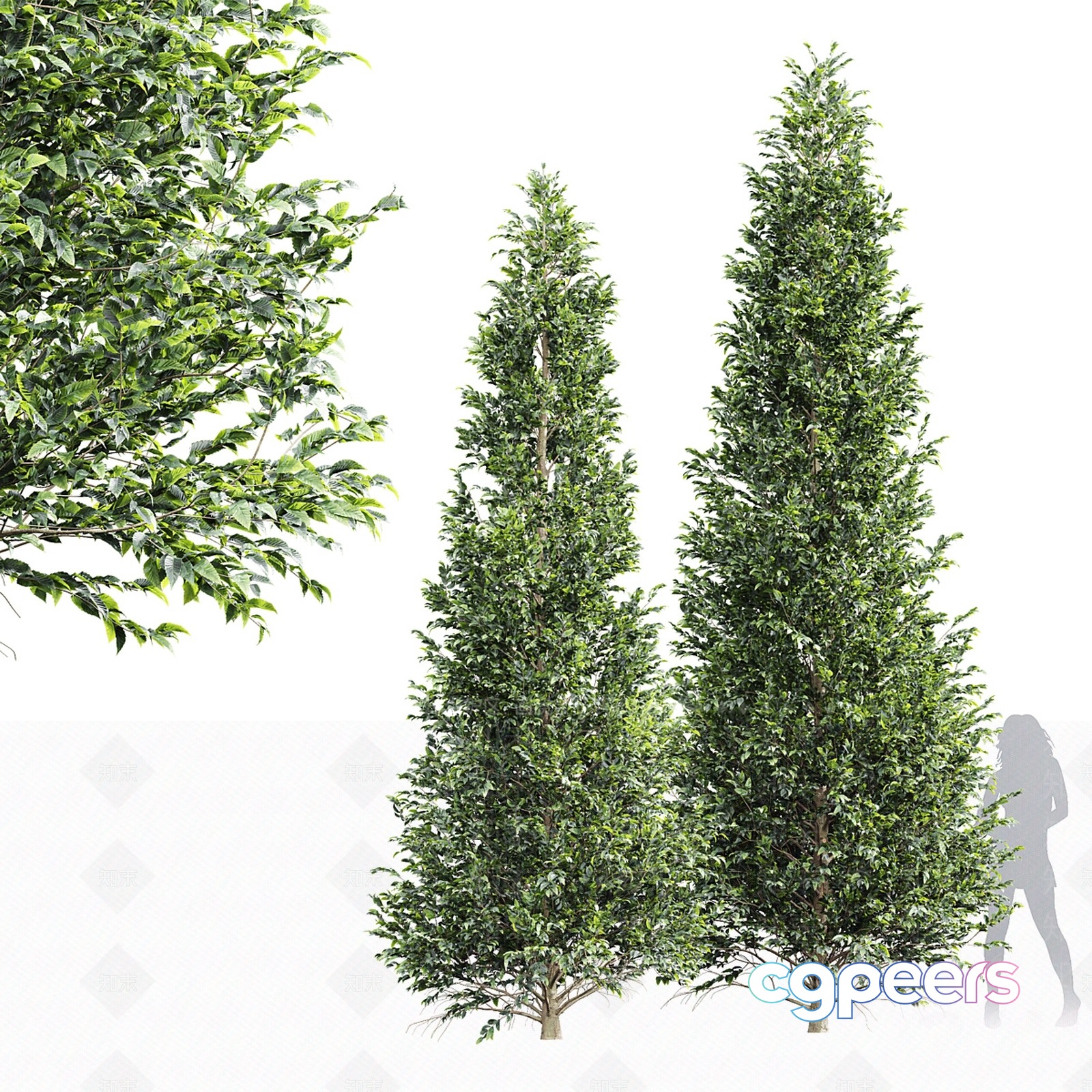 Two Tall Trees 3D Model - 22544 - VRAY Render Two Tall Trees 3D Model - 22544 - VRAY Render