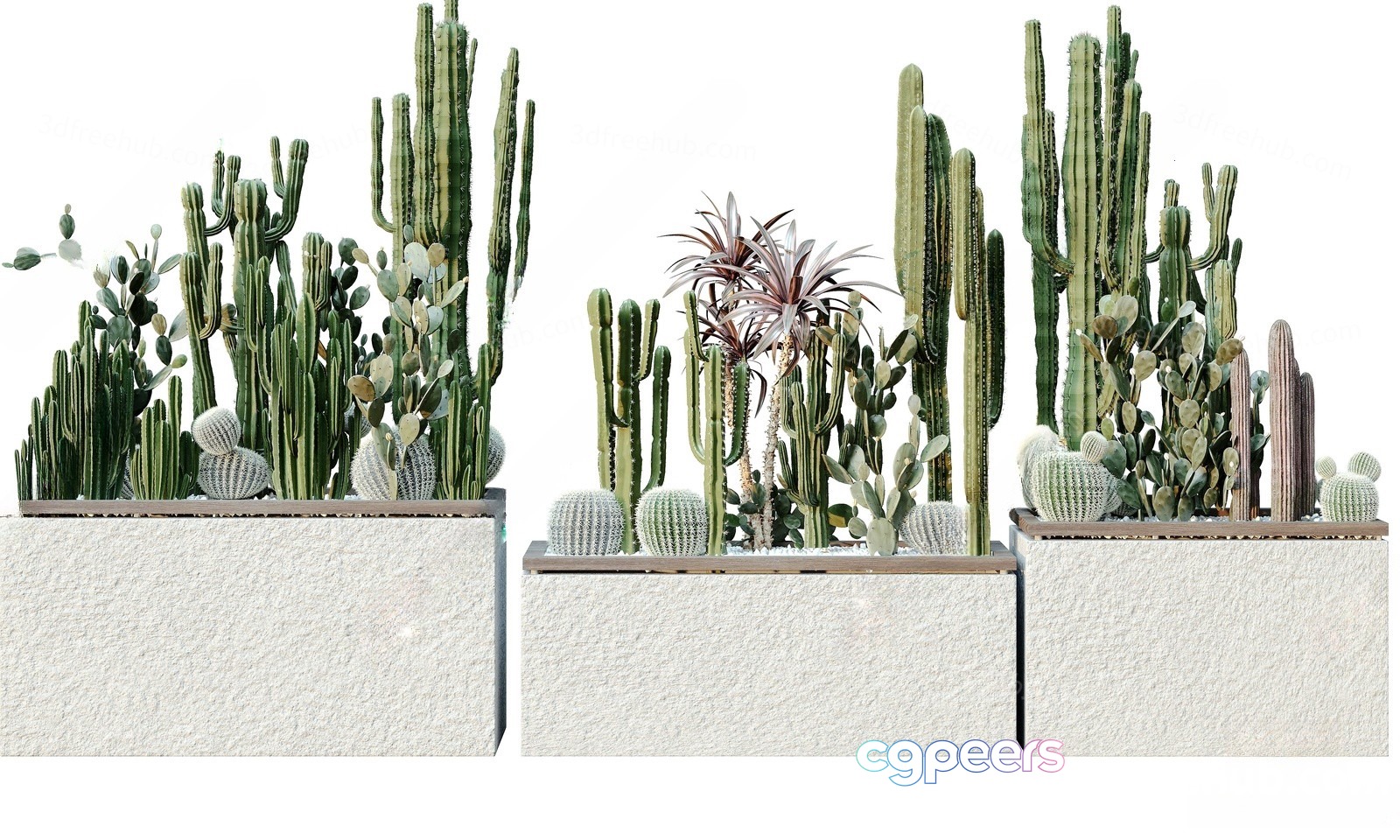 Three White Planters With Cacti 3D Model - 23198 - VRAY Render