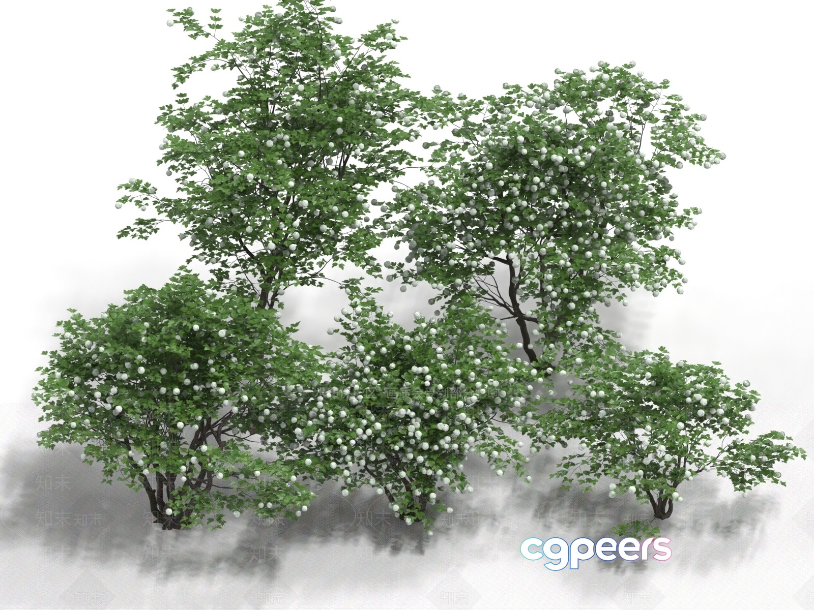 A Tree With Green Leaves And White Berries 3D Model - 14090 - VRAY Render