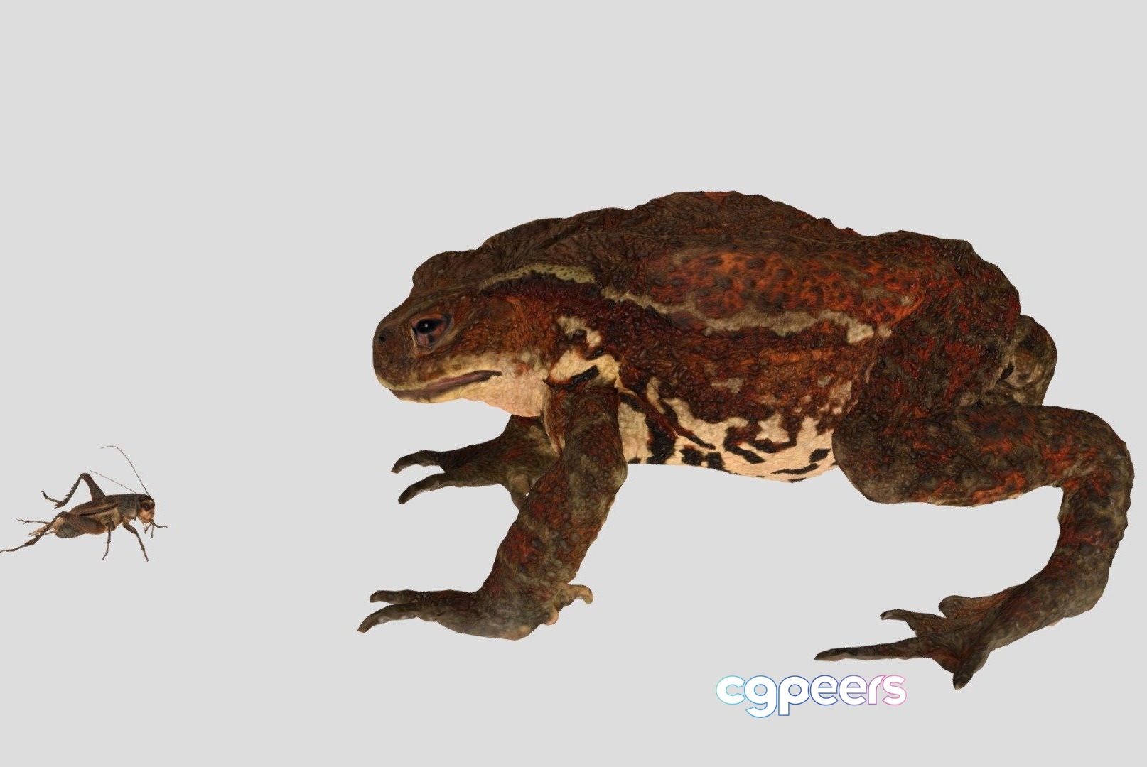 3D Game Assets - Toad Animation Updated 1 3D Game Assets - Toad Animation Updated 1