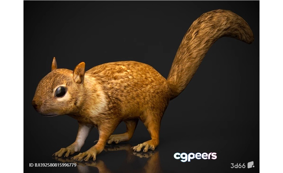 A 3D Rendering Of A Squirrel 3D Model - 11476 - VRAY Render A 3D Rendering Of A Squirrel 3D Model - 11476 - VRAY Render