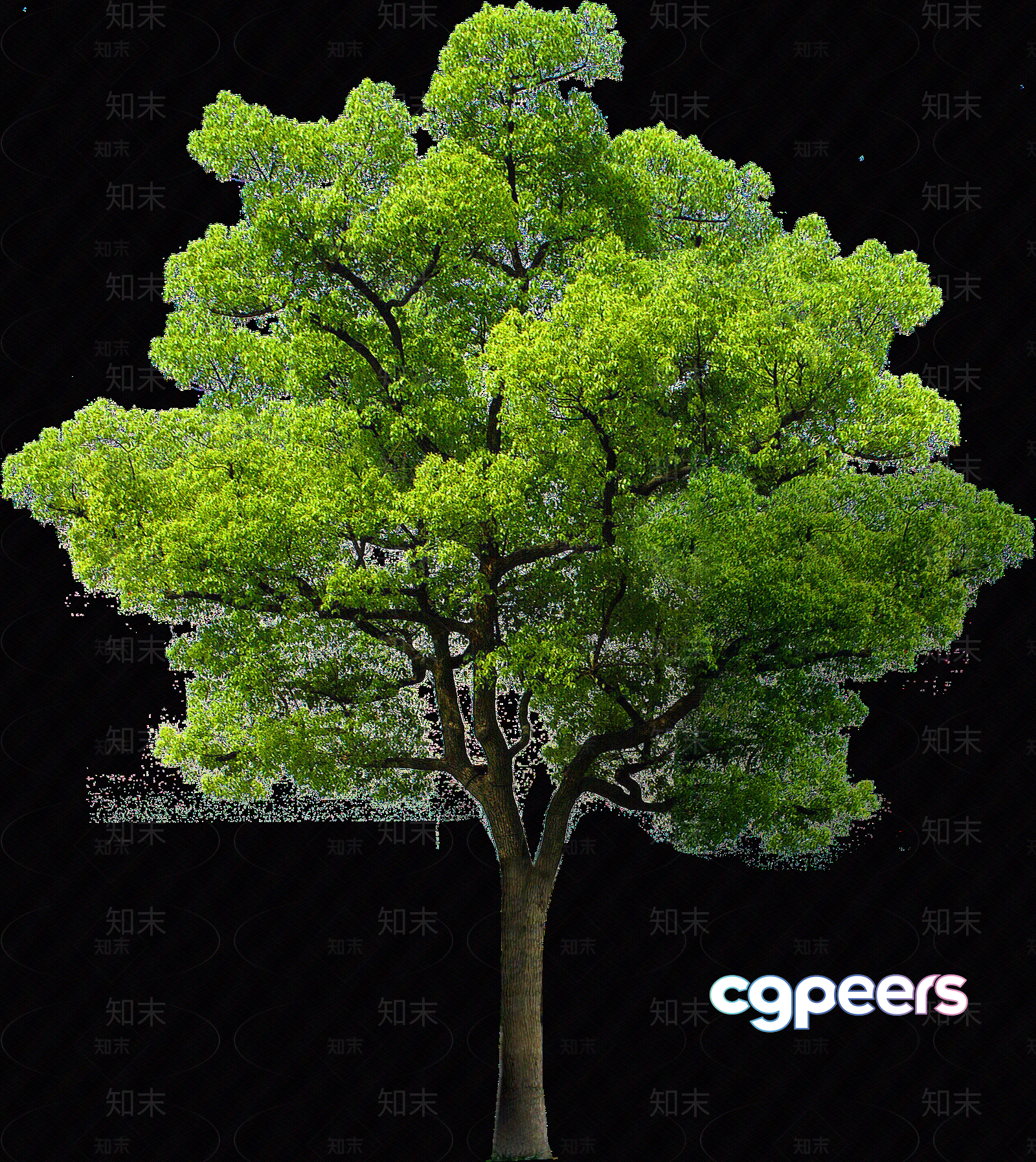 A Tree With Green Leaves 3D Model - 6353 - VRAY Render A Tree With Green Leaves 3D Model - 6353 - VRAY Render