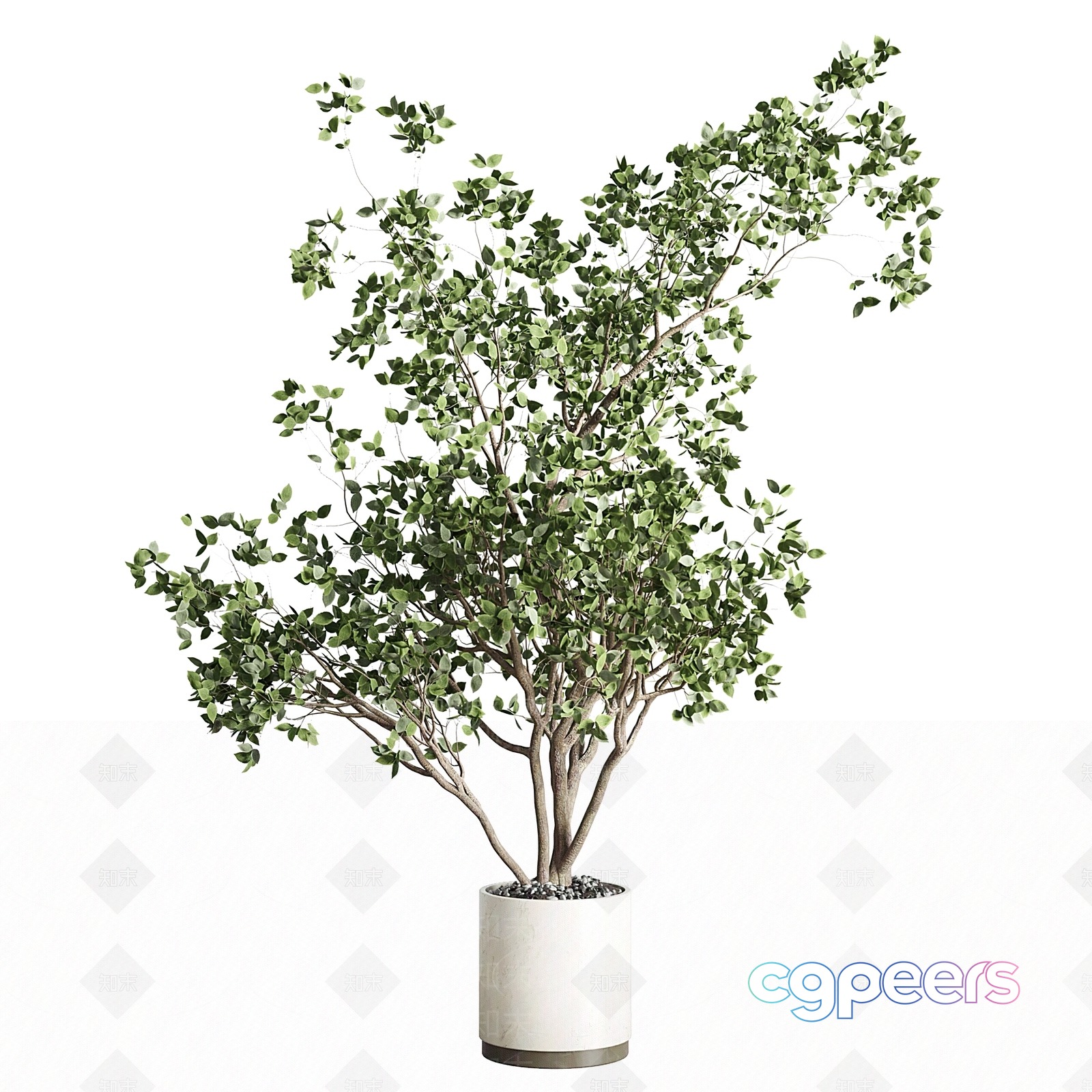 A Potted Plant 3D Model - 3174 - VRAY Render