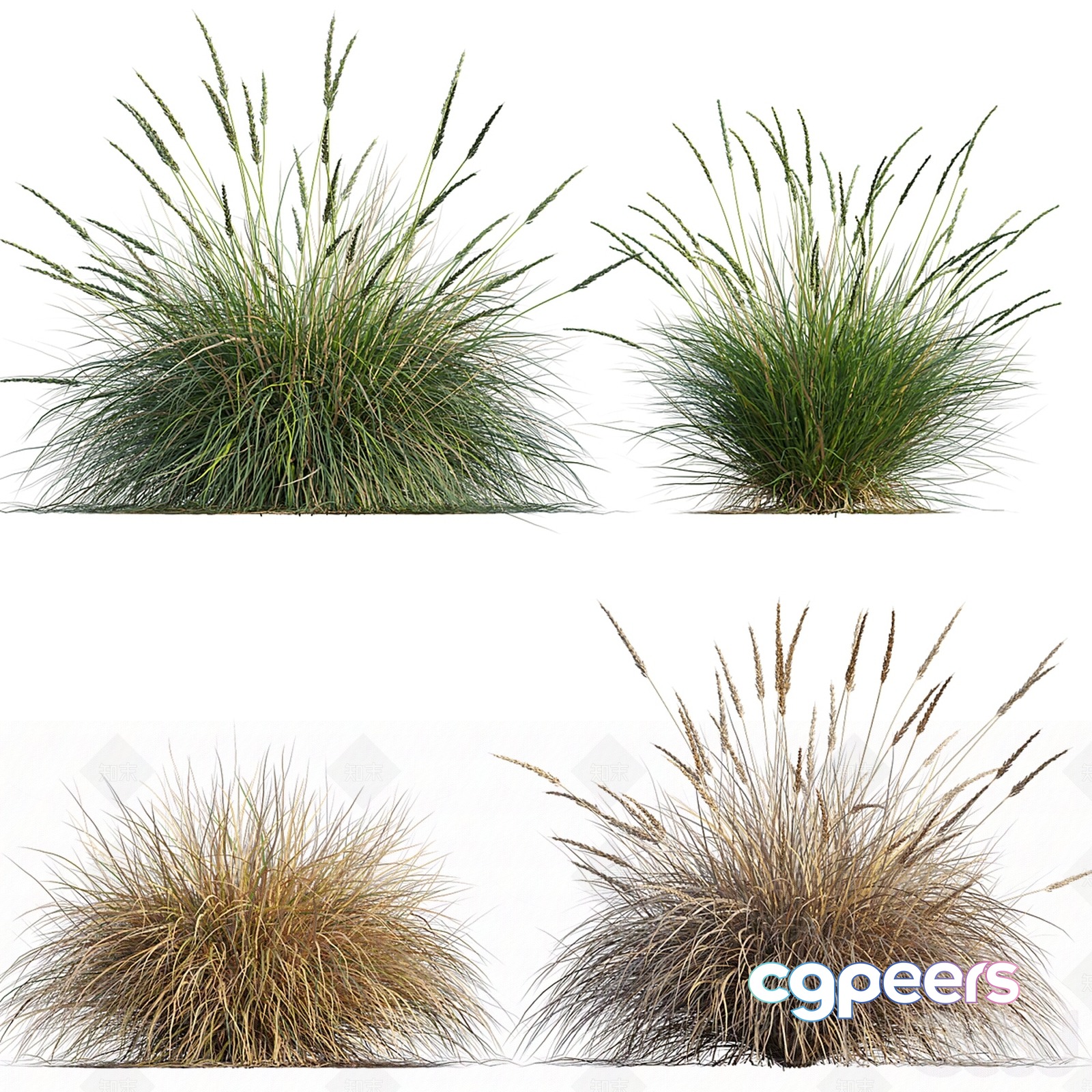 A Grassy Plant 3D Model - 6878 - VRAY Render A Grassy Plant 3D Model - 6878 - VRAY Render